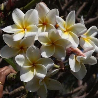 Plumeria acutifolia,Champa Yellow And White, West Indian Jasmine, Temple Tree, Frangipani - Kadiyam Nursery