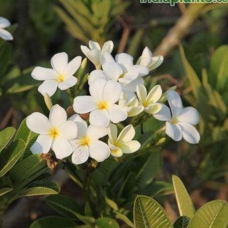 Plumeria obtusa dwarf,Champa White, Dwarf Frangipant, Dwarf Temple Tree - Kadiyam Nursery