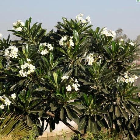 Plumeria obtusa,Champa White, Plumeria Alba, Frangipani, Temple Tree - Kadiyam Nursery