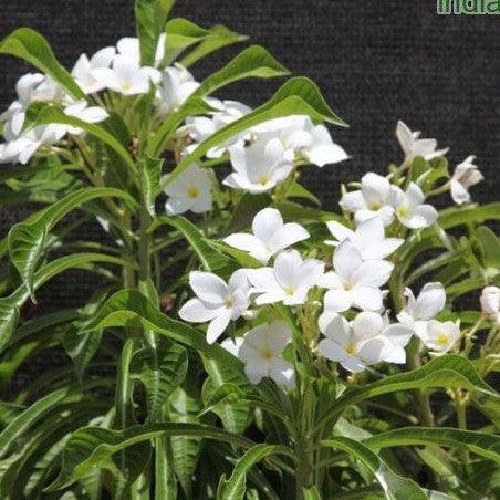 Plumeria pudica,Arrowhead Plumeria, White Nosegay, Amapola Floron, Bashful Frangipani - Kadiyam Nursery
