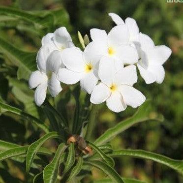 Plumeria pudica,Arrowhead Plumeria, White Nosegay, Amapola Floron, Bashful Frangipani - Kadiyam Nursery