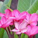 Plumeria rubra dark pink 03,Plumeria Rubra Dark Pink 3, Temple Tree, Frangipani - Kadiyam Nursery