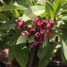 Plumeria rubra dark pink 04,Plumeria Dark Pink 4, Frangipani, Temple Tree - Kadiyam Nursery