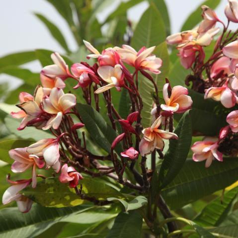 Plumeria rubra dark pink 10,Frangipani, Temple Tree, Plumeria Brown Pink 01, K2 As Per Tukai Cdrom - Kadiyam Nursery