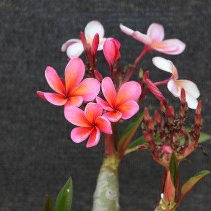 Plumeria rubra dark pink 11,Frangipani, Temple Tree, Flor De Mayo, Plumeria Dark Pink 11 - Kadiyam Nursery