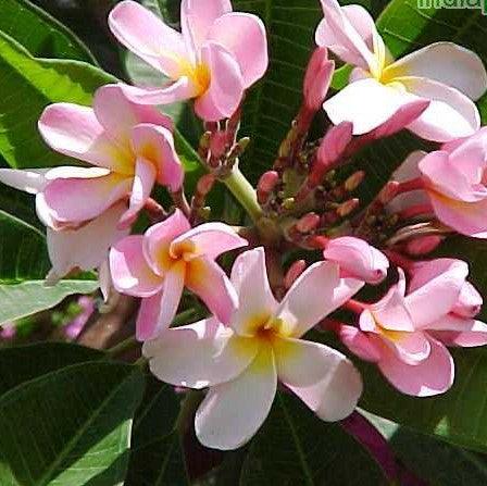 Plumeria rubra light pink 07,Plumeria Light Pink 7, Frangipani, Temple Tree, Flor De Mayo - Kadiyam Nursery