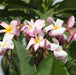 Plumeria rubra light pink 09,Plumeria Light Pink 9, Frangipani, Temple Tree, Flor De Mayo - Kadiyam Nursery