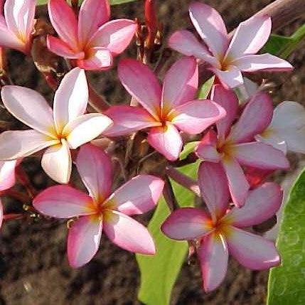 Plumeria rubra light pink 10,Plumeria Rubra Light Pink 10, Temple Tree, Frangipani - Kadiyam Nursery