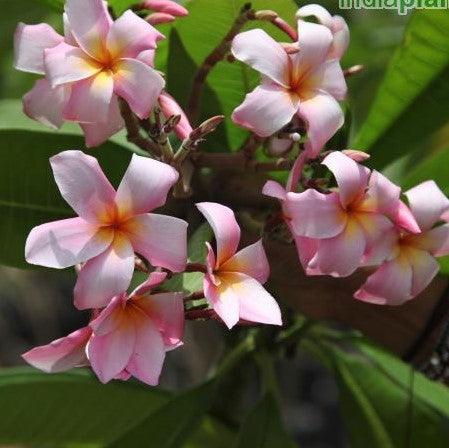 Beautiful Light Pink Frangipani/Temple Trees - Plumeria Rubra Light Pi ...