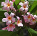 Plumeria rubra light pink 12,Plumeria Light Pink 12, Frangipani, Temple Tree, Flor De Mayo - Kadiyam Nursery