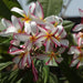 Plumeria rubra light pink 16,Plumeria Rubra Light Pink 16, Temple Tree, Frangipani - Kadiyam Nursery
