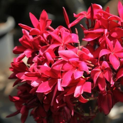 Plumeria rubra red 01, Plumeria rubra culcatta hybrid,Champa Hanging Red, Culcatta Star, Frangipani, Temple Tree - Kadiyam Nursery