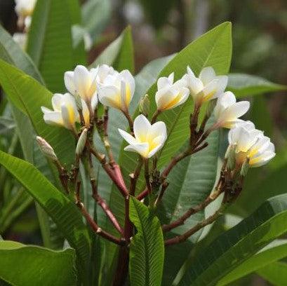 Plumeria rubra yellow 01,Plumeria Yellow 1, Frangipani, Temple Tree, Flor De Mayo - Kadiyam Nursery