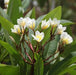 Plumeria rubra yellow 01,Plumeria Yellow 1, Frangipani, Temple Tree, Flor De Mayo - Kadiyam Nursery