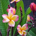 Plumeria rubra yellow orange 04,Plumeria Yellow Orange 4, Frangipani, Temple Tree, Flor De Mayo - Kadiyam Nursery