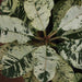 Plumeria x hybrida variegata,Plumeria Hybrida, Frangipani - Kadiyam Nursery