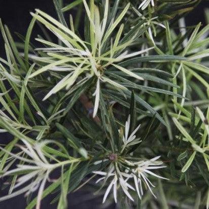 Podocarpus macrophyllus variegatus,Podocarpus Variegated, Buddist Pine Variegated - Kadiyam Nursery