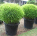 Pogonatherum paniceum,Bamboo Grass - Kadiyam Nursery