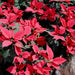 Poinsettia Bright Red Tukai Variety,Poinsettia Red Early Tukai Variety - Kadiyam Nursery