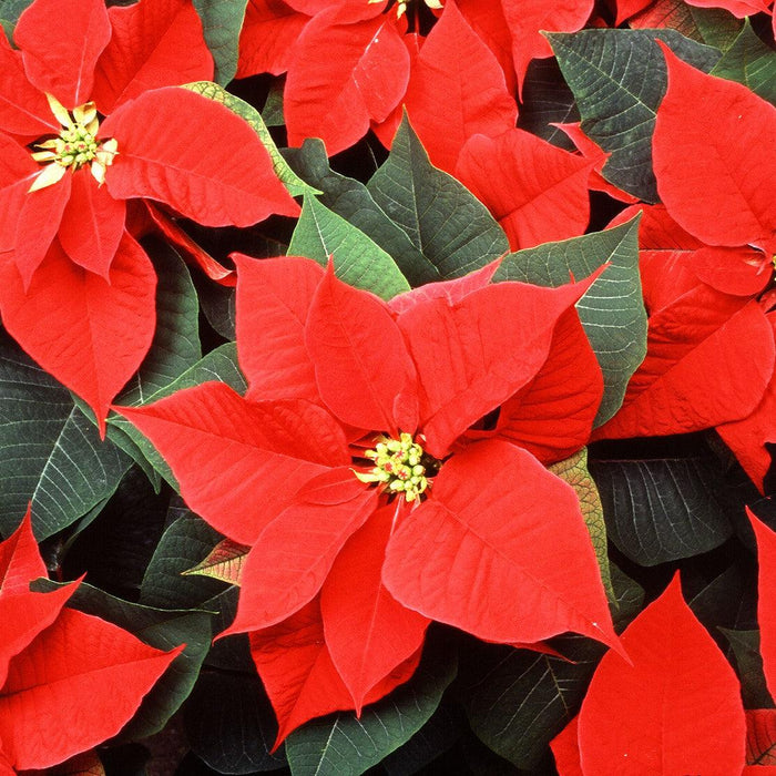 poinsettia plant Christmas Flower Plant For Indoor-outdoor ( Bright Red color ) Healthy Live - Kadiyam Nursery