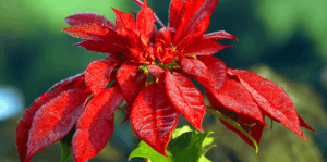 poinsettia plant Christmas Flower Plant For Indoor-outdoor ( Bright Red color ) Healthy Live - Kadiyam Nursery