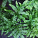 Polypodium species, Doryopteris species,Fern Thick Leaf With Rhizome, Polypodium Aureum - Kadiyam Nursery