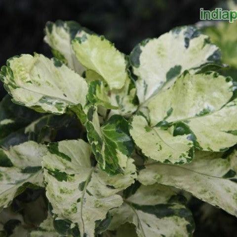 Polyscias balfouriana hicolor - Kadiyam Nursery