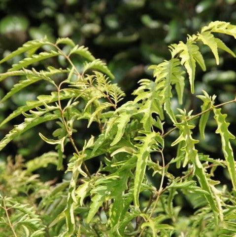Polyscias filicifolia,Aralia Fern Leaf, Panax, Fern-leaf Aralia, Angelica Aralia. - Kadiyam Nursery
