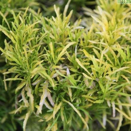 Polyscias fruticosa aurea - Kadiyam Nursery