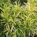 Polyscias fruticosa aurea - Kadiyam Nursery