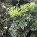 Polyscias fruticosa compacta,Ming Aralia, Parsley Panax - Kadiyam Nursery