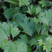 Polyscias guilfoylei quercifolia,Oak Leaf Arallia - Kadiyam Nursery