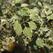 Polyscias guilfoylei victoriae,Lace Leaf Aralia Variegated, Aralia White - Kadiyam Nursery