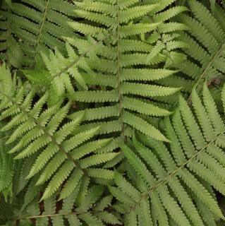 Polystichum species holly fern,Polystichum Holly Fern - Kadiyam Nursery
