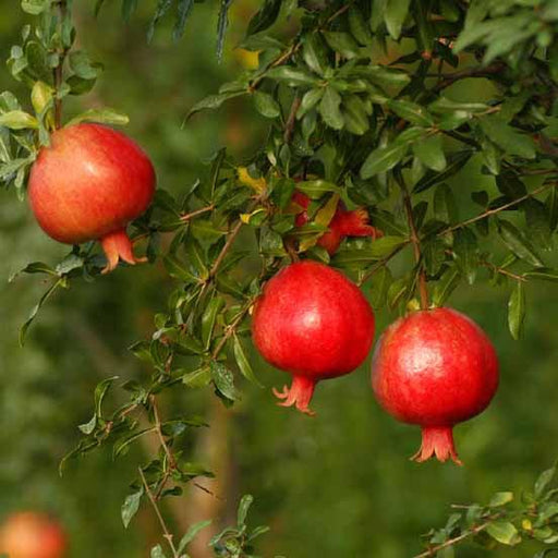 Pomagranate "Bhagwa" Anar Fruit Variety Kitchen Garden Plant(1 Healthy Live Plant) - Kadiyam Nursery