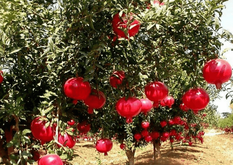 Pomagranate "Bhagwa" Anar Fruit Variety Kitchen Garden Plant(1 Healthy Live Plant) - Kadiyam Nursery