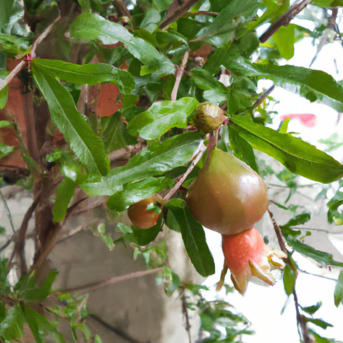 Bring Good Fortune to Your Garden with the Pomegranate Ganesh Plant