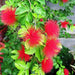 Powder Puff Plant, Calliandra - Plant Garden Live Plant Nursery Indoor Outdoor Living Plants - Kadiyam Nursery