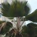 Pritchardia pacifica,Pritchardia Passifica, Fiji Fan Palm, Pacifica Fan Palm - Kadiyam Nursery