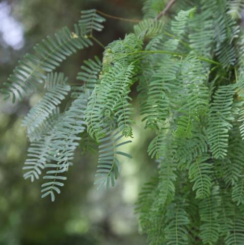 Prosopis juliflora,Algaroba, Mesquite - Kadiyam Nursery