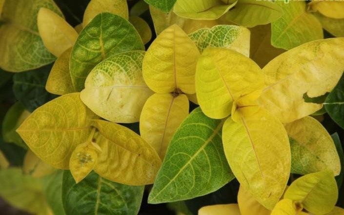 Pseudoeranthemum reticulatum,Kodia Yellow, Yellow-vein Eranthemum, Golden Pseuderanthemum - Kadiyam Nursery