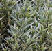 Pseudoeranthemum sinuatum,Kodia Garden Care - Kadiyam Nursery