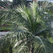 Pseudophoenix vinifera, P. lediniana,Buccaneer Palm, Wine Palm, Cherry Palm - Kadiyam Nursery