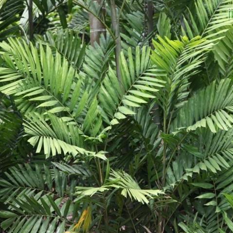 Ptychosperma macarthurii,Macarthur Palm, Clumping Kentia - Kadiyam Nursery