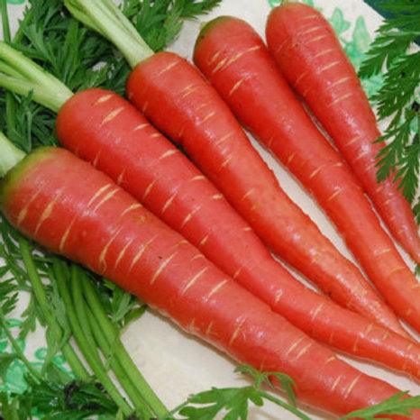 Radish long red vegitable seeds (pack of 100 seeds) - Kadiyam Nursery