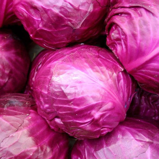 Red Cabbage vegitable seeds (pack of 50 seeds) - Kadiyam Nursery