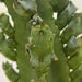 Resinifera Cactus Plants - Kadiyam Nursery