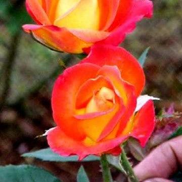 Rosa alinka,Rose Alinka - Kadiyam Nursery