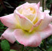 Rosa american heritage,Rose American Heritage - Kadiyam Nursery