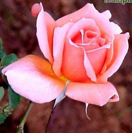 Rosa apricot spice,Rose Apricot Spice - Kadiyam Nursery